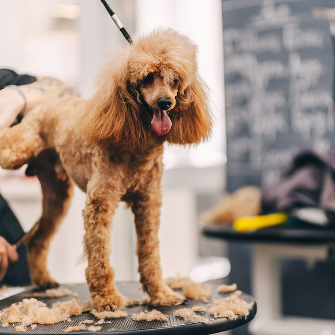 Caring for a dog in the salon. High quality photo